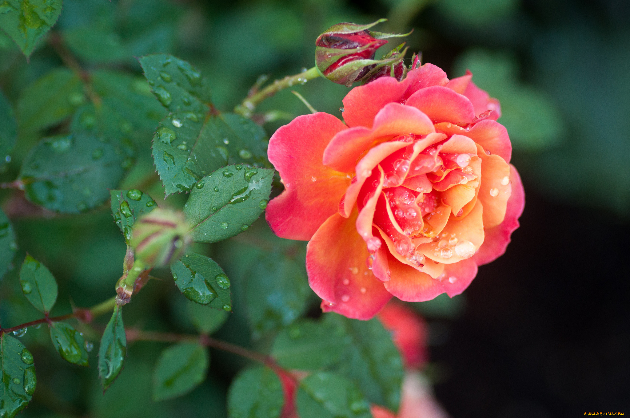 цветы, розы, листья, бутоны, капли