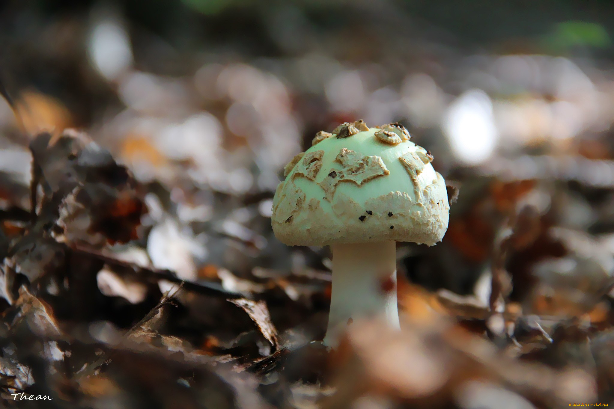 природа, грибы, поганка