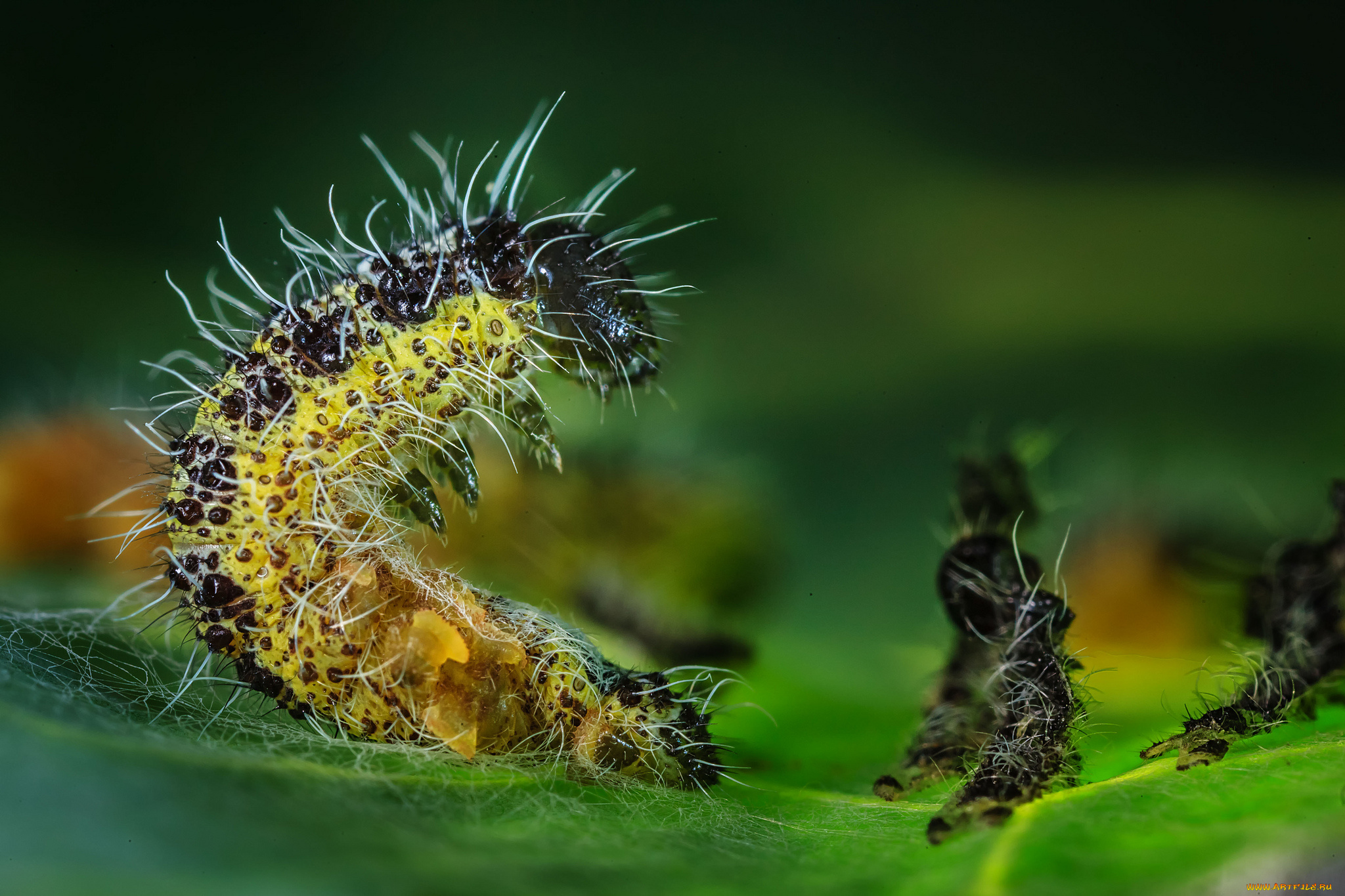 животные, гусеницы, панк, лист, макро