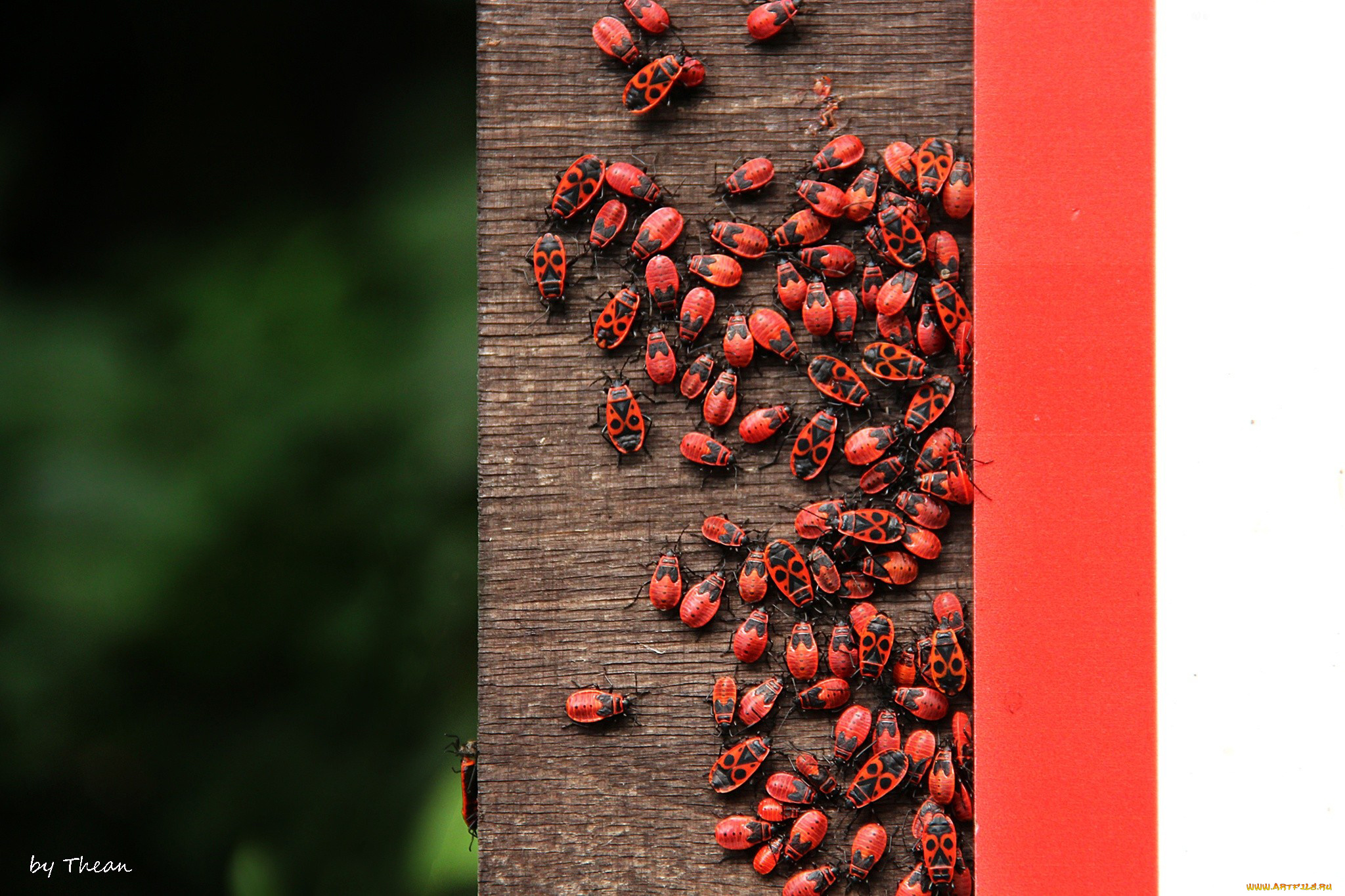 животные, насекомые, красный, много