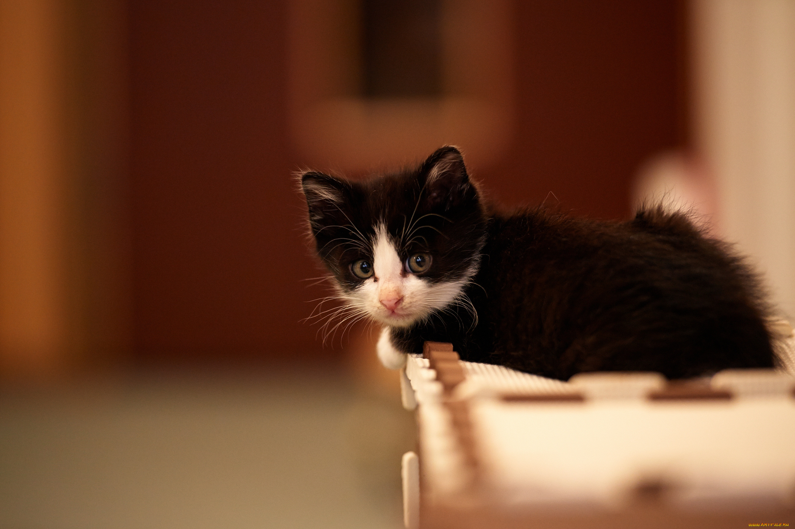 животные, коты, котёеок