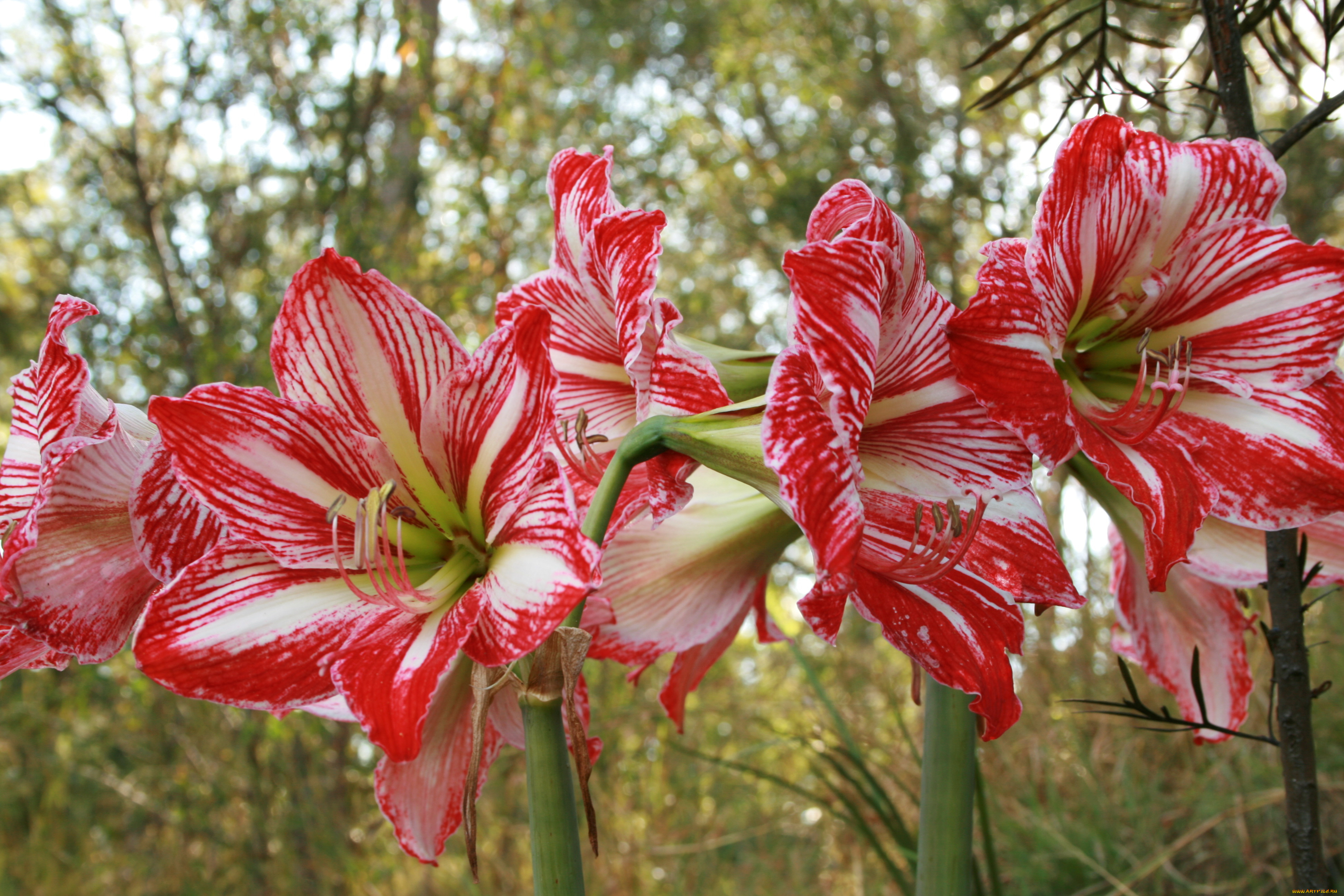 цветы, амариллисы, гиппеаструмы, hippeastrum