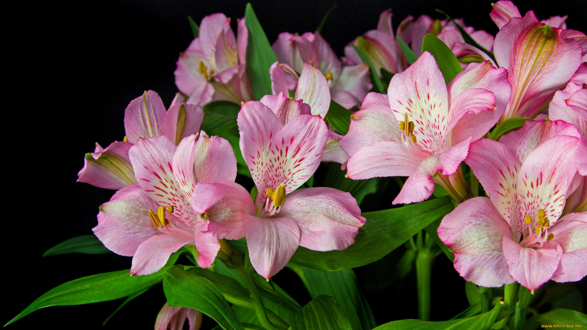 цветы, альстромерия, розовый