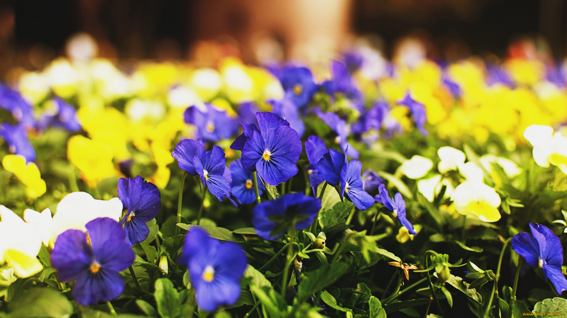 цветы, анютины, глазки, , садовые, фиалки, яркий
