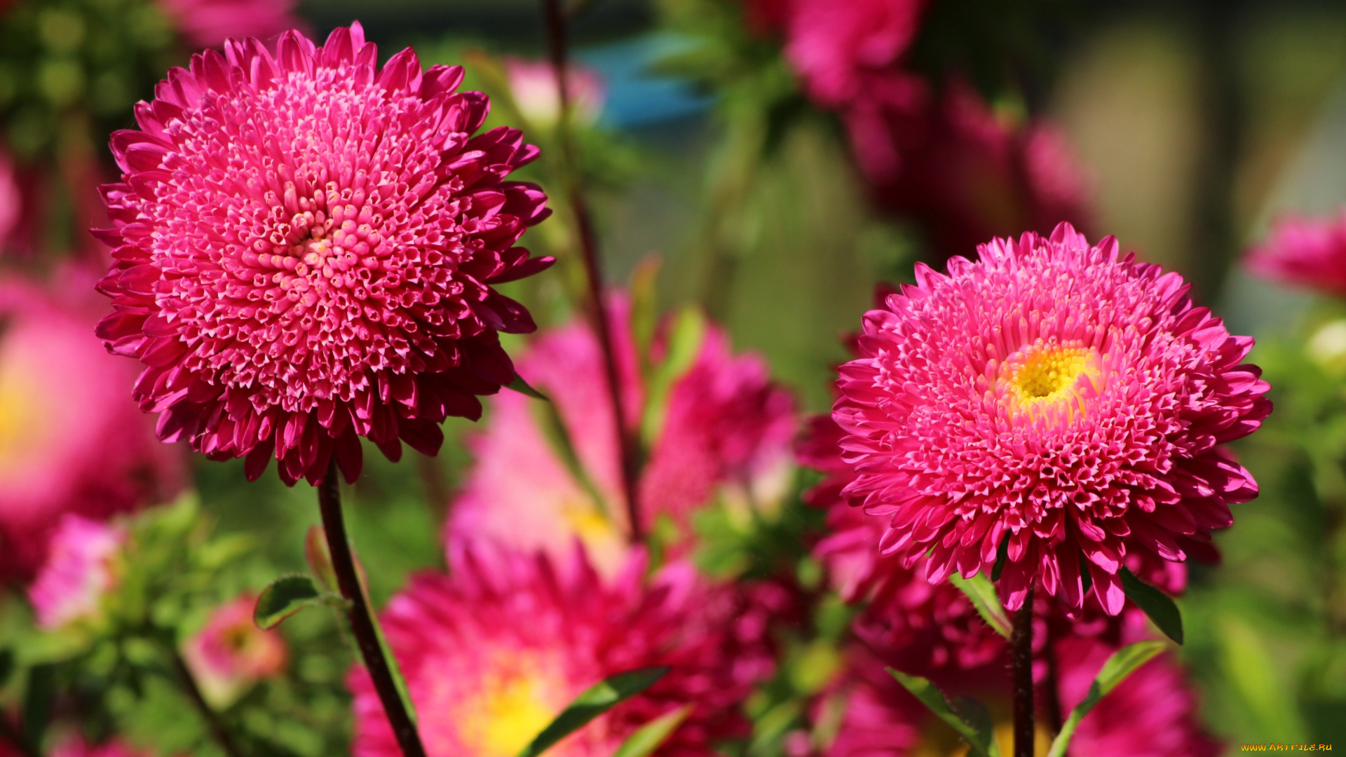 цветы, астры, розовый