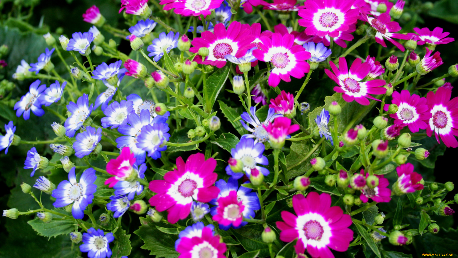 цветы, цинерария, африканская, астра, cineraria