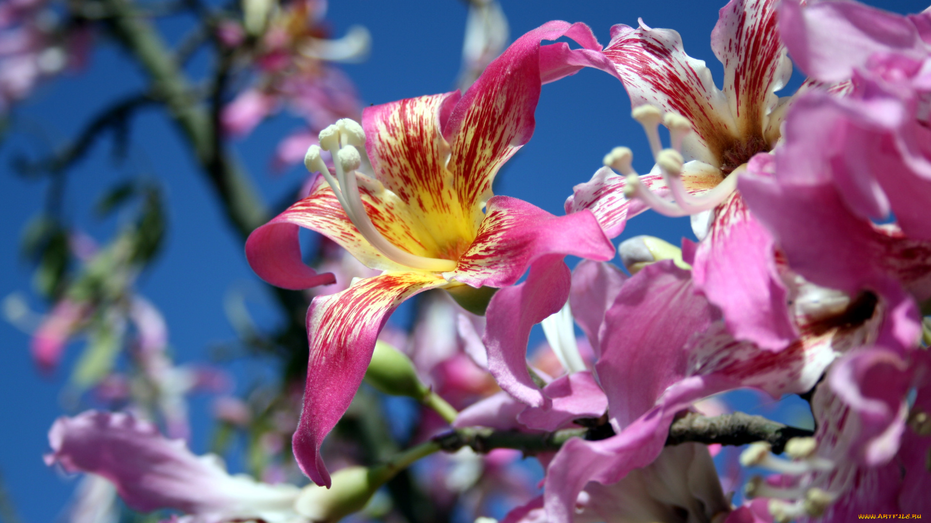 цветы, цветущие, деревья, , , кустарники, нежный