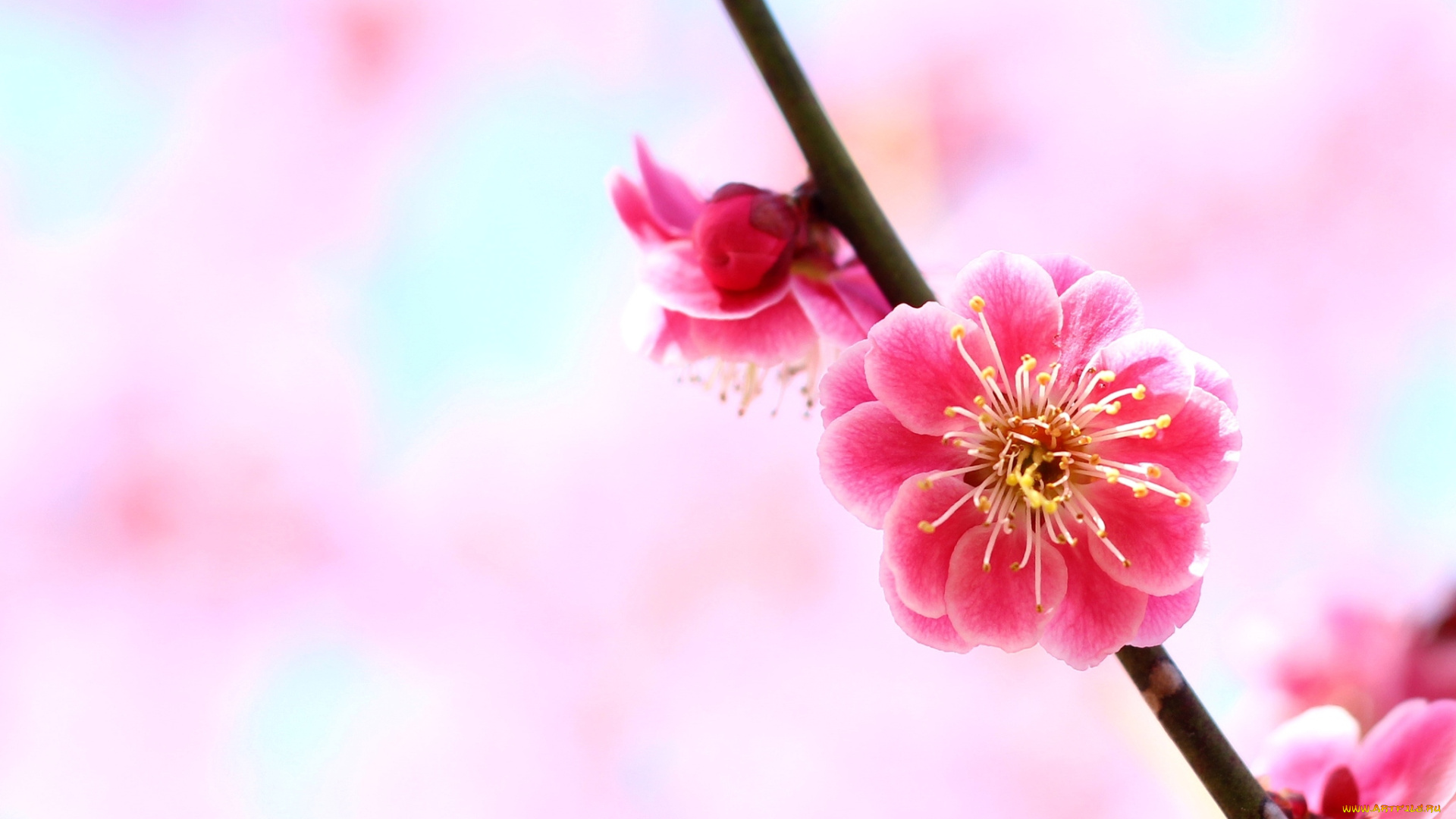 цветы, цветущие, деревья, , , кустарники, слива, ветка