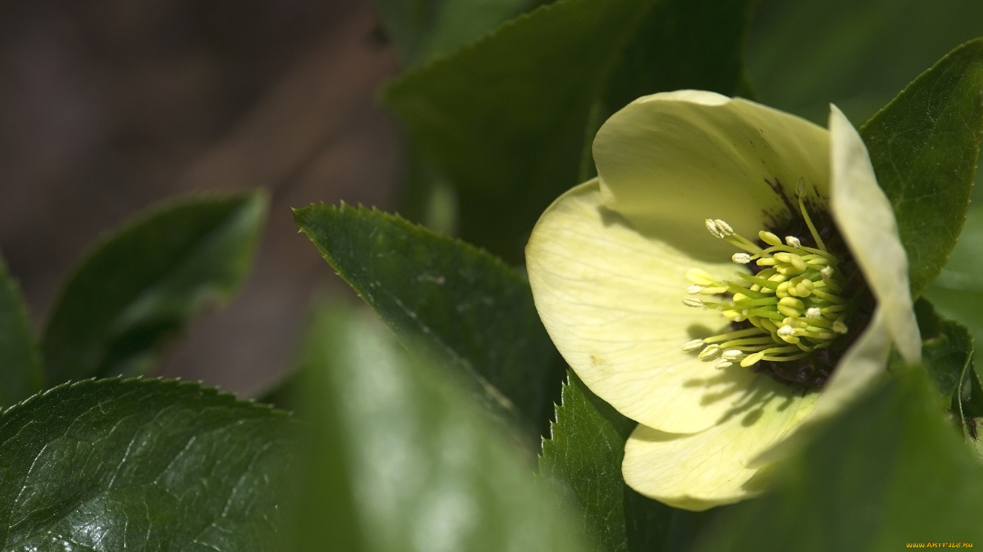 цветы, геллеборус, , морозник, макро