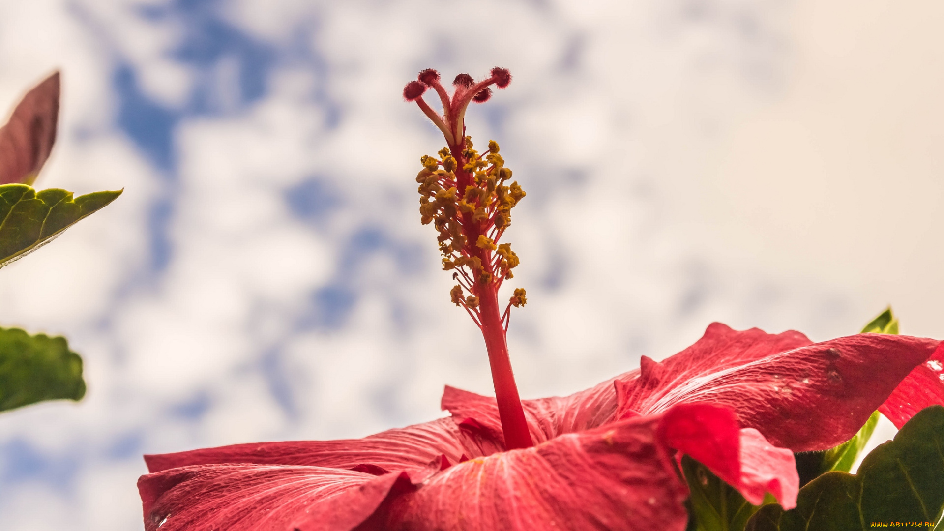 цветы, гибискусы, небо, макро