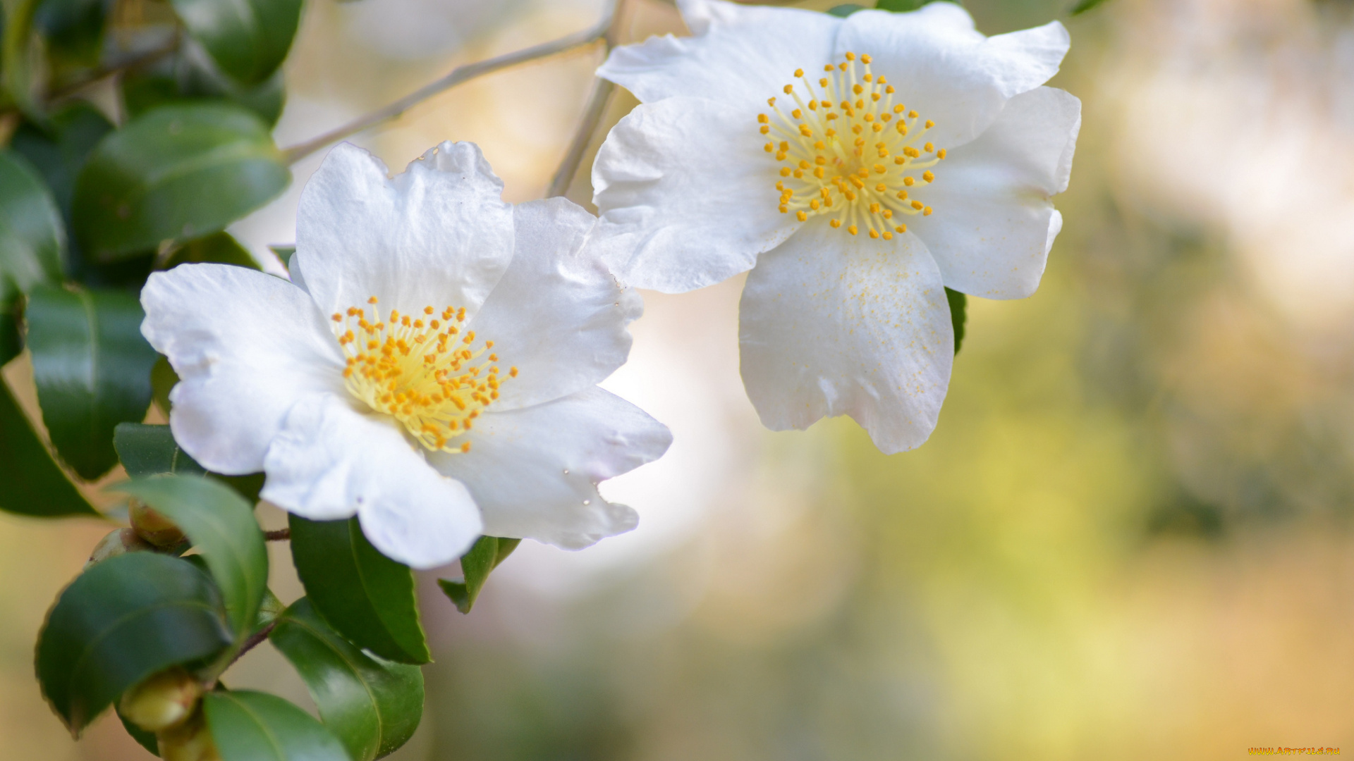 цветы, камелии, белый