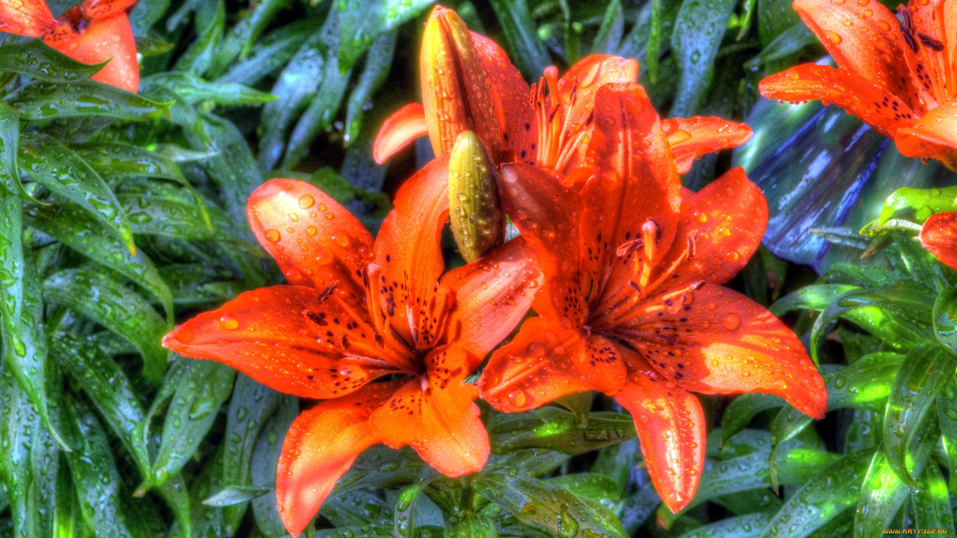 цветы, лилии, , лилейники, оранжевый