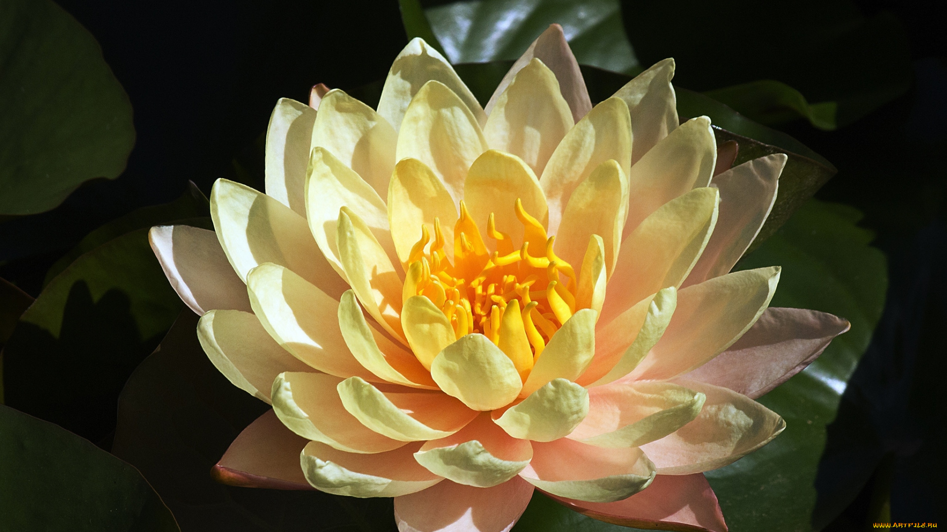 цветы, лилии, водяные, , нимфеи, , кувшинки, макро