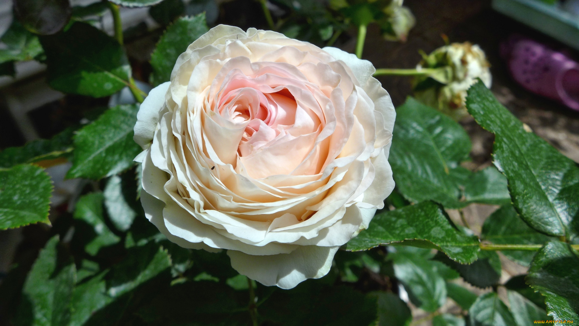 цветы, розы, макро