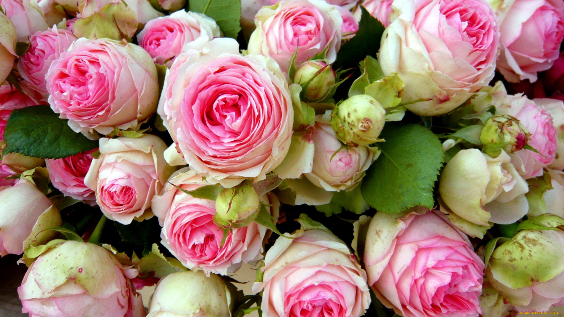 цветы, розы, много