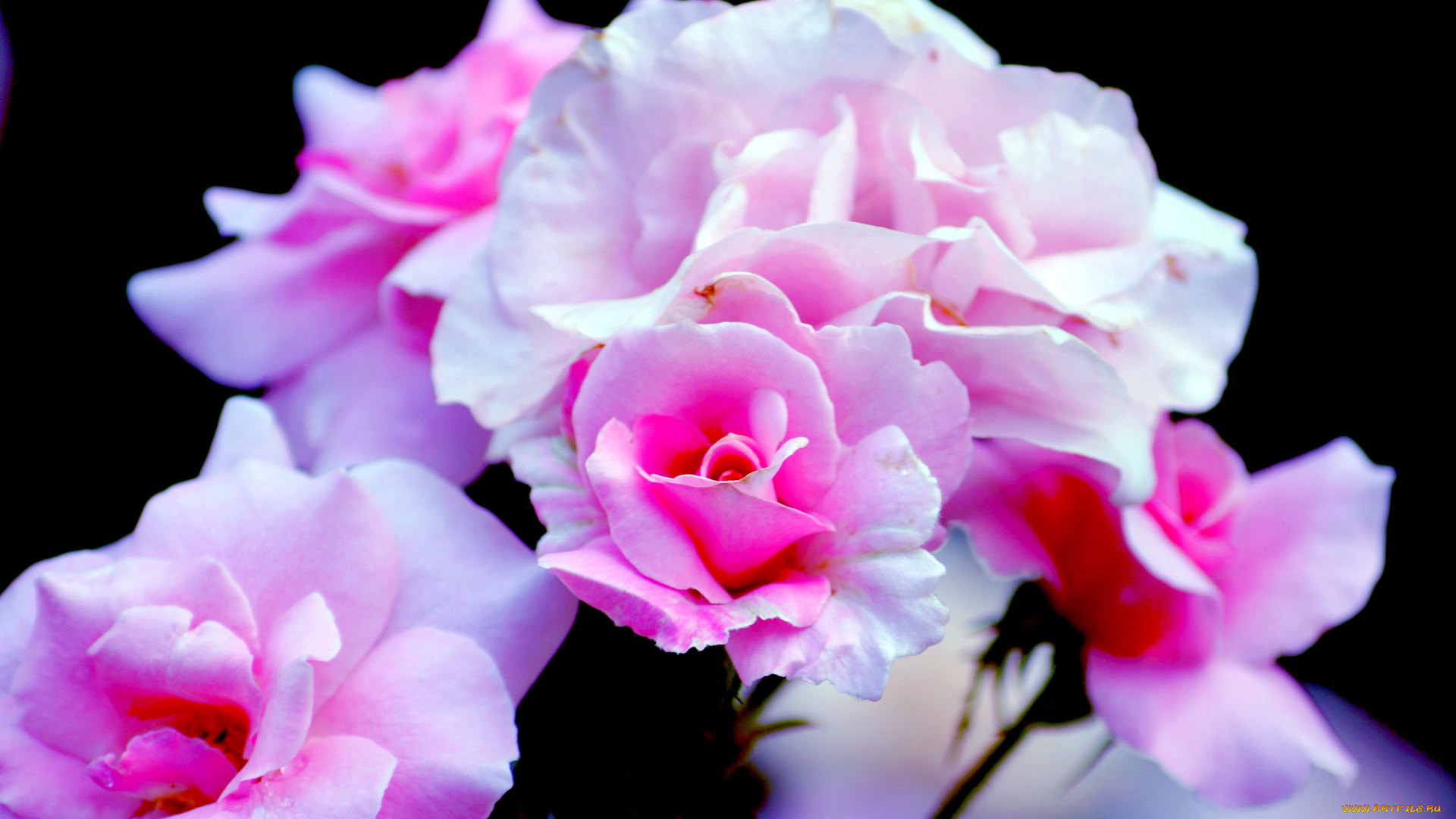 цветы, розы, розовый