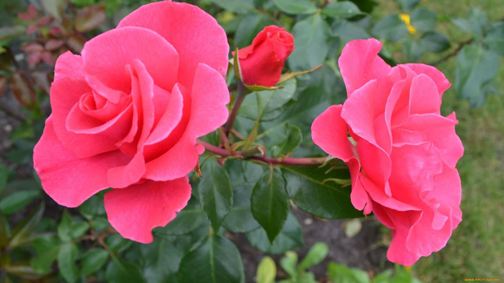 цветы, розы, розовый