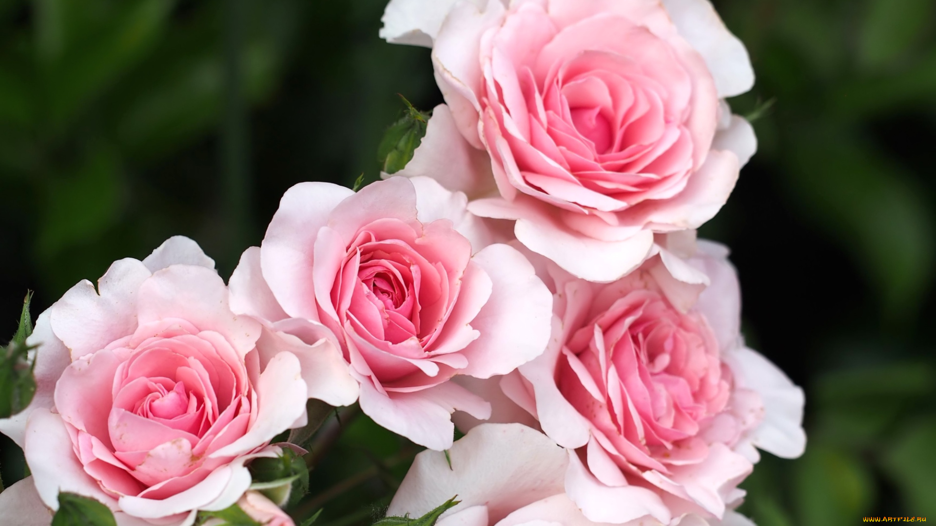 цветы, розы, розовый