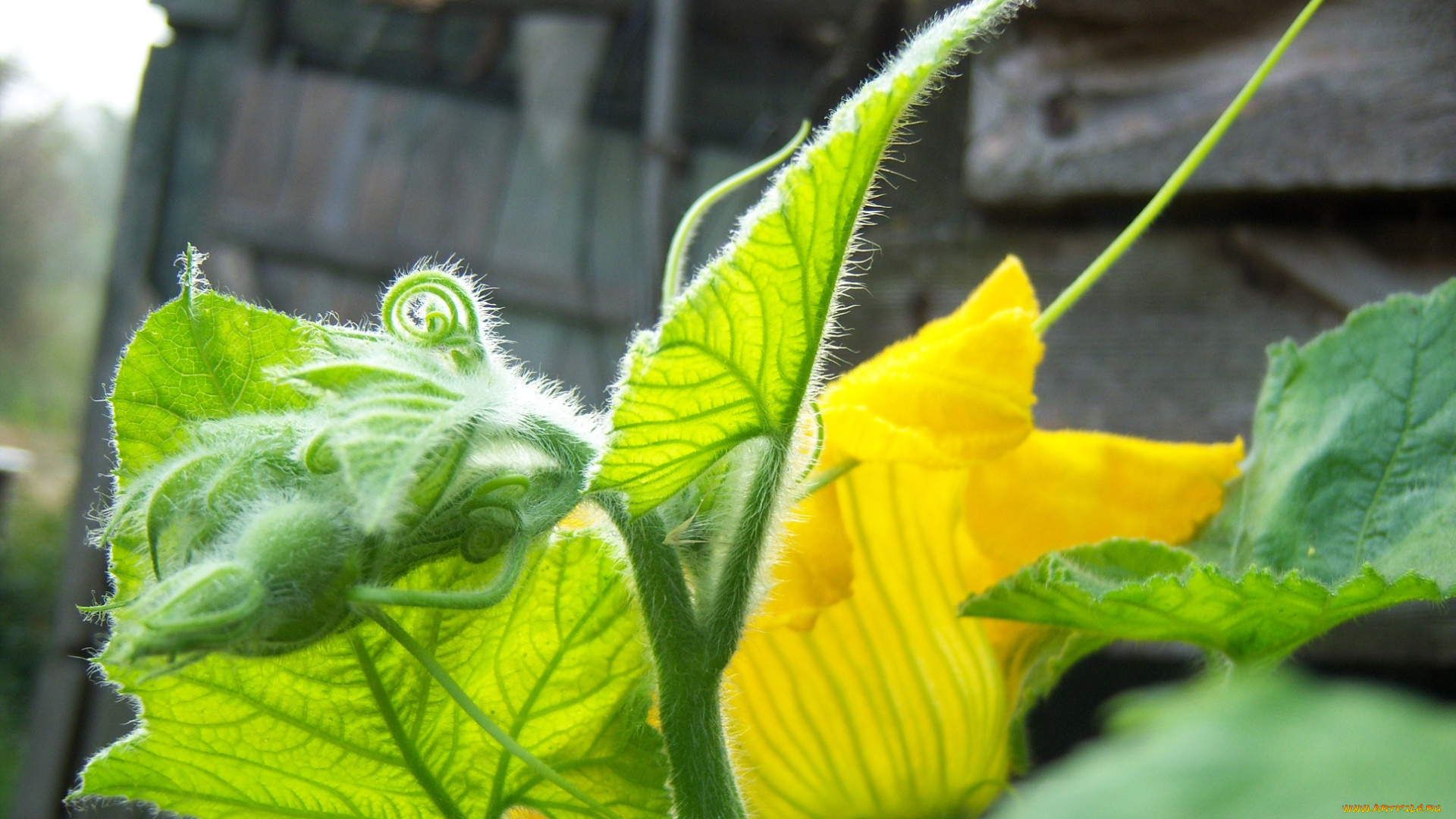 цветы, тыква