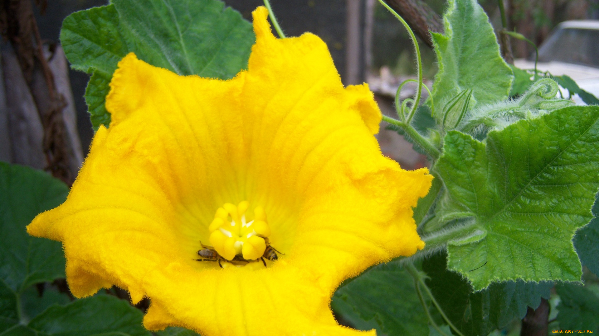 цветы, тыква, пчела