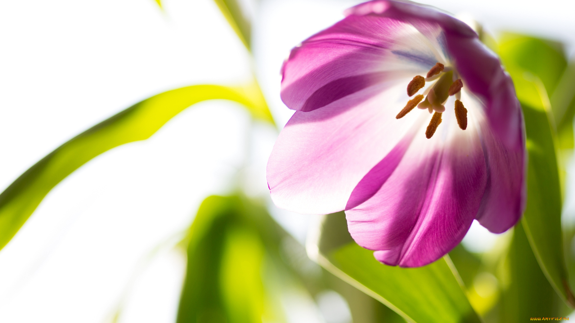 цветы, тюльпаны, свет, макро