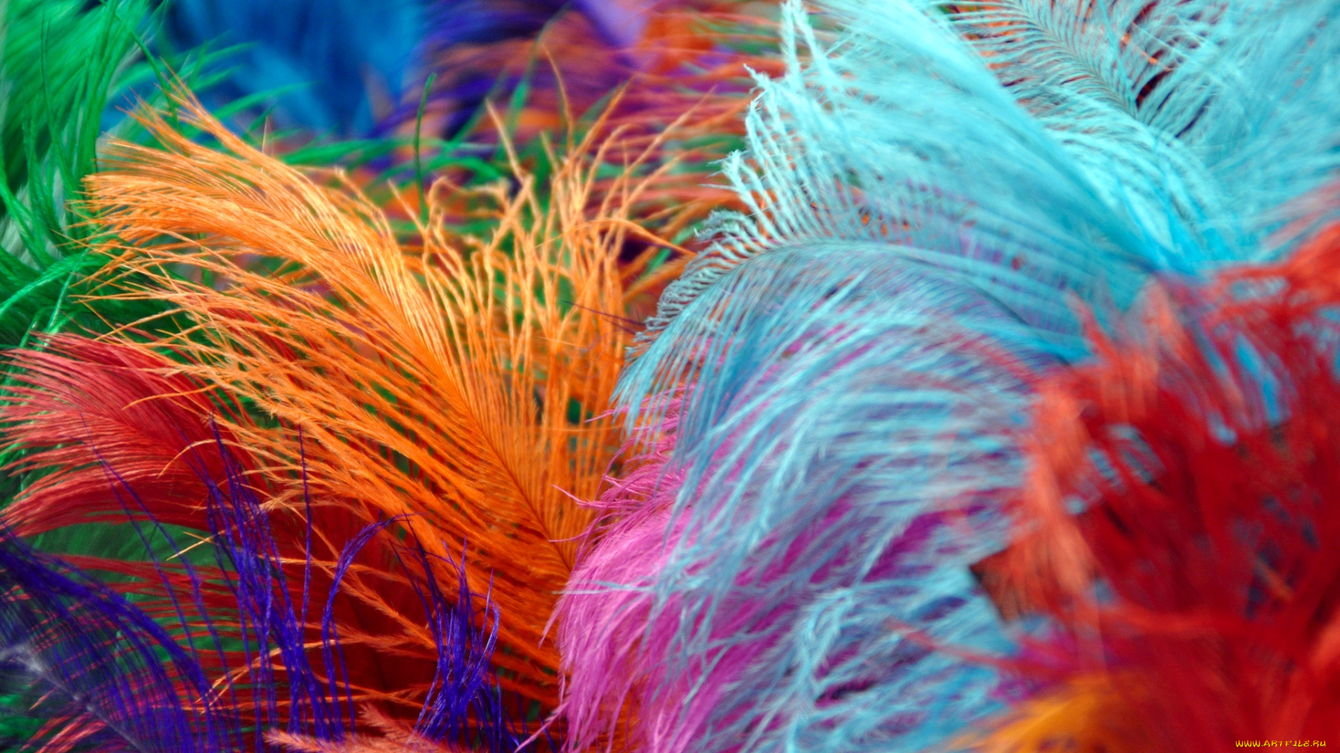 разное, перья, яркий