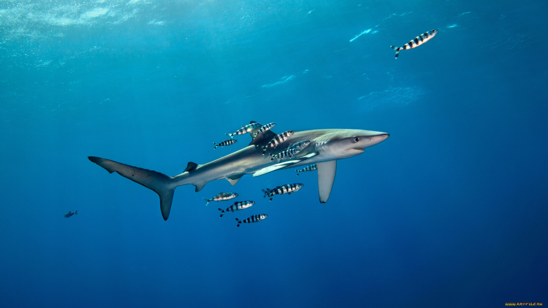животные, акулы, акула, глубина, океан