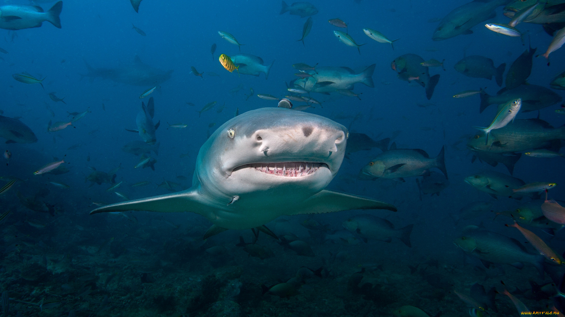 животные, акулы, глубина, океан, акула