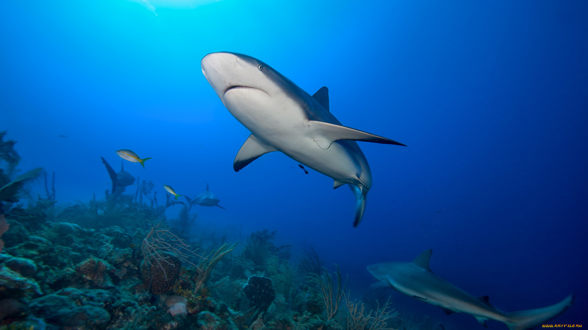 животные, акулы, океан, акула, глубина