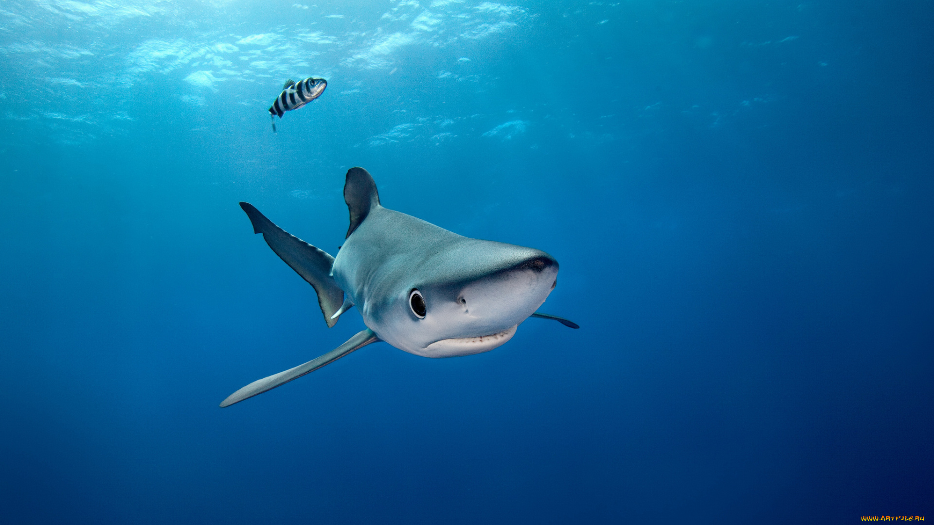 животные, акулы, океан, глубина, акула
