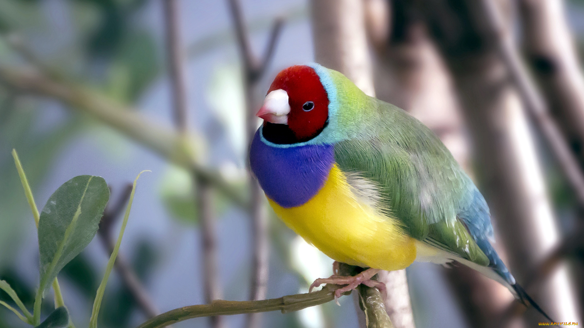 животные, амадины, , зяблики, , астрильды, амадин