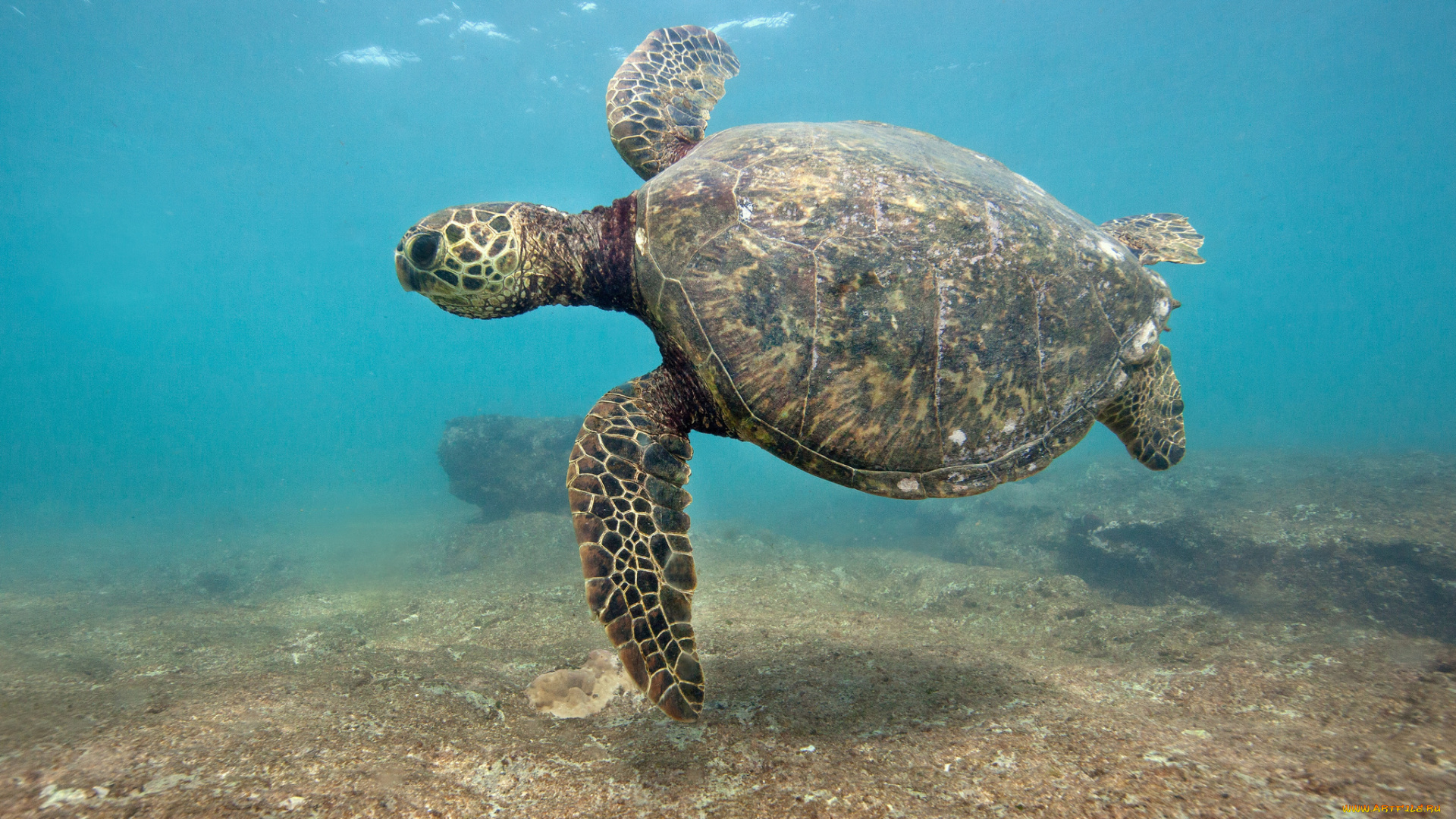 животные, Черепахи, глубина, черепаха, океан