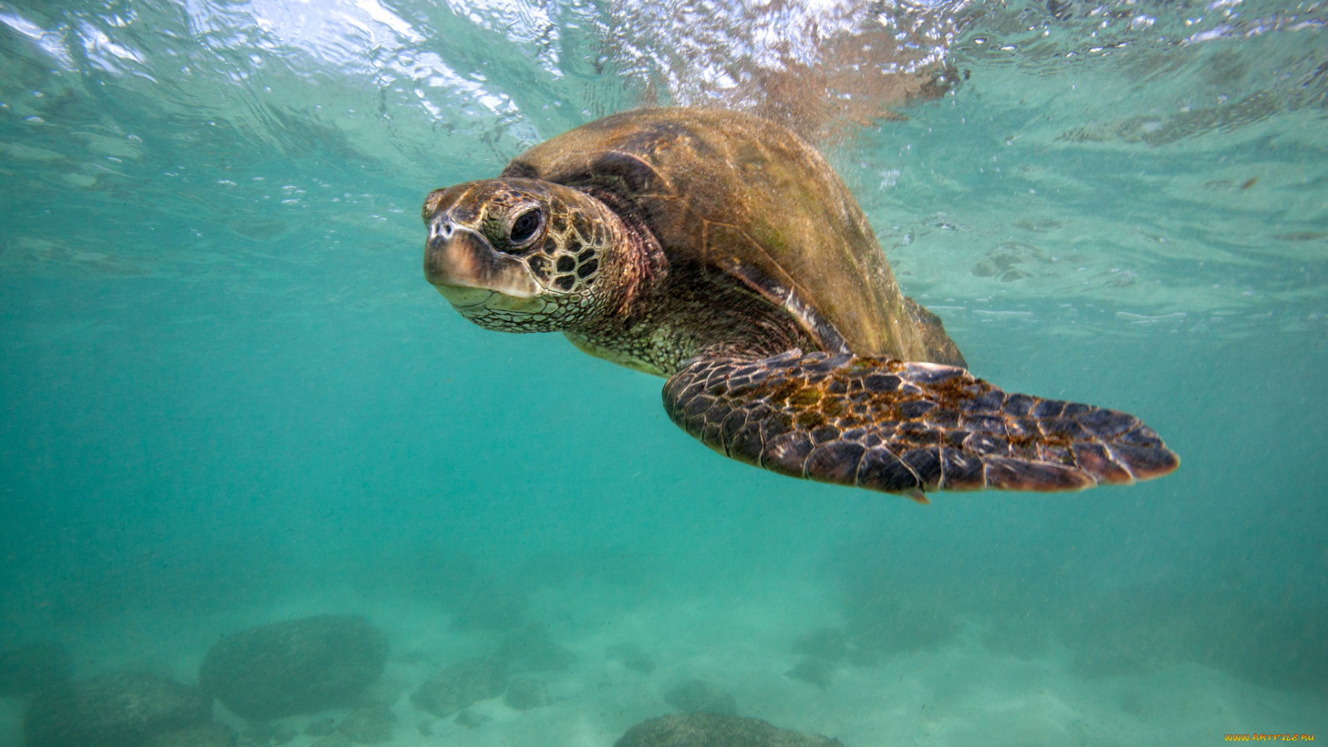 животные, Черепахи, океан, черепаха, глубина