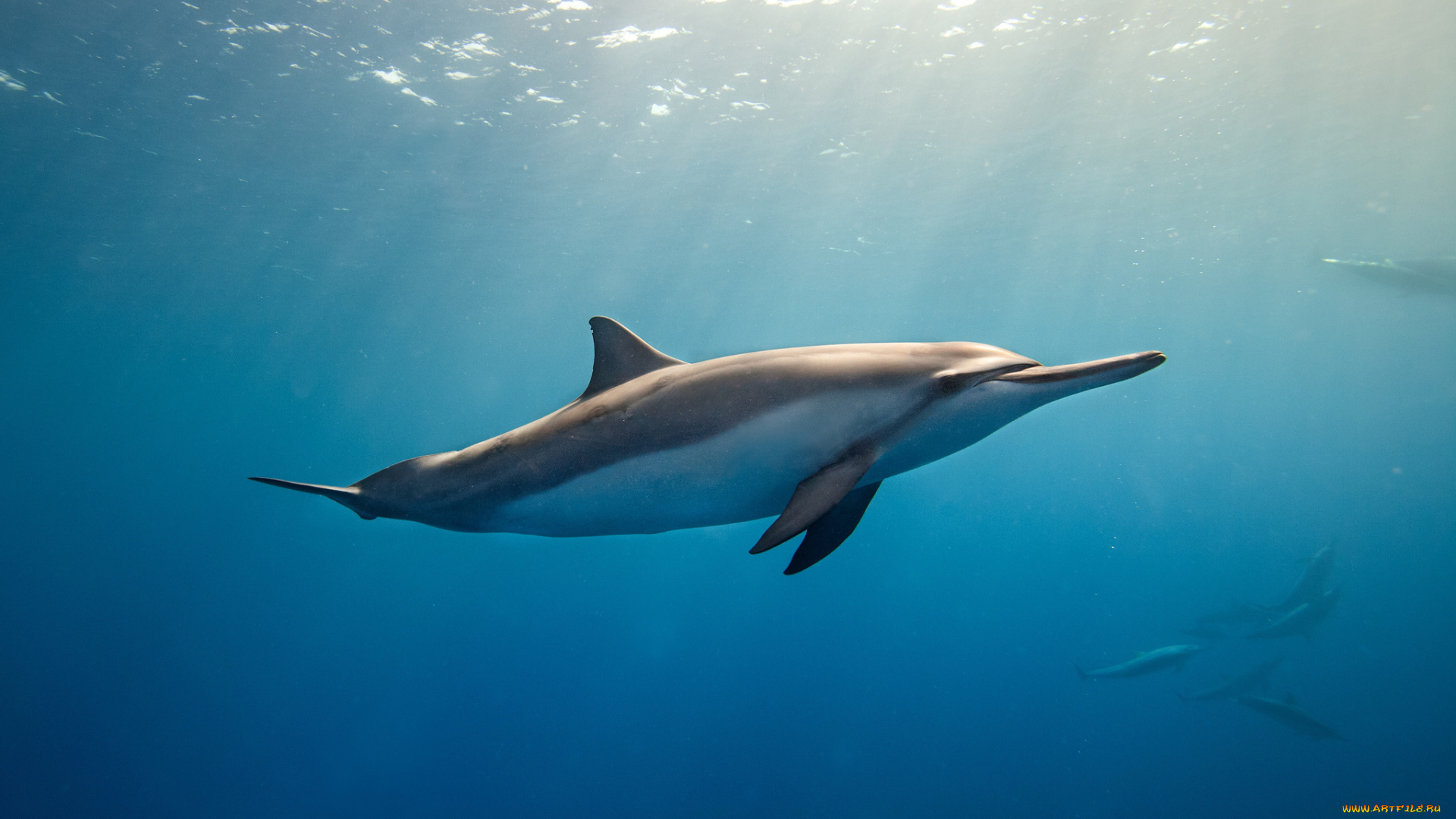 животные, дельфины, глубина, дельфин, океан