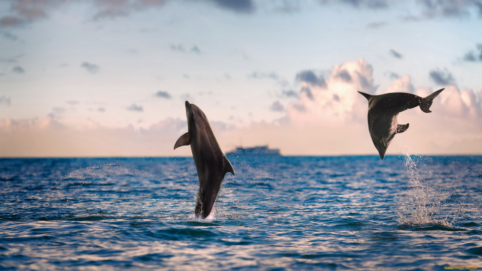 животные, дельфины, море