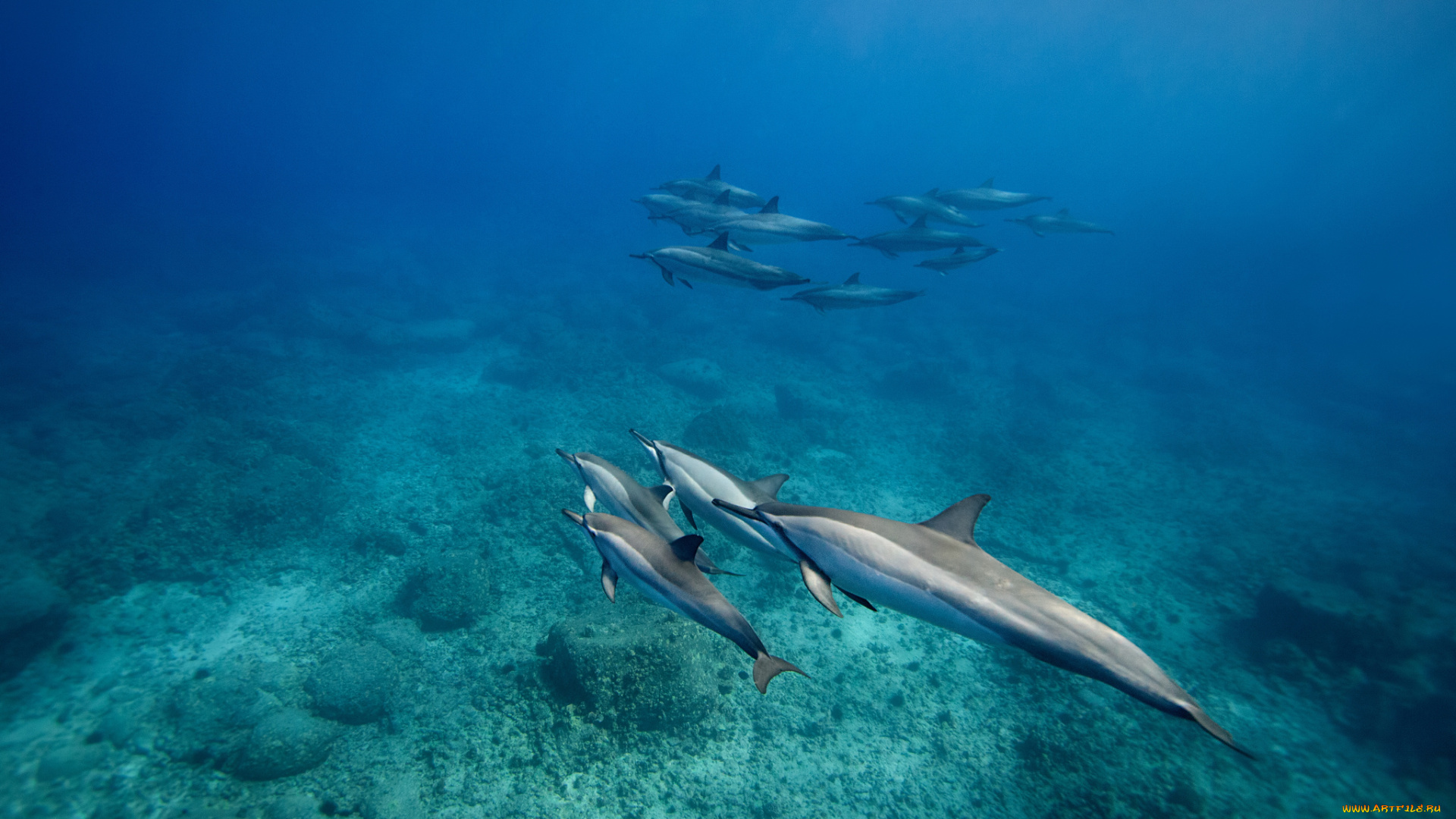животные, дельфины, стая, океан