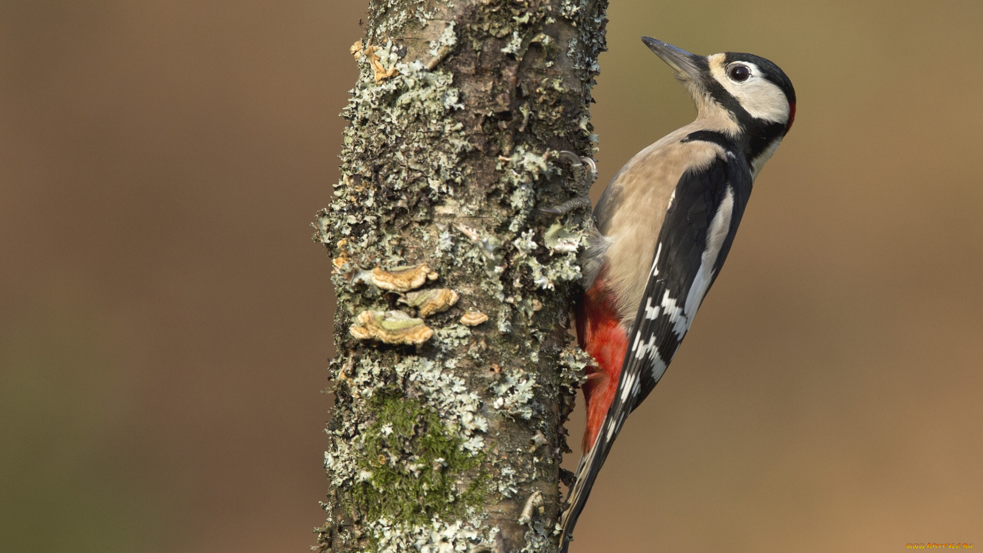 животные, дятлы, клюв