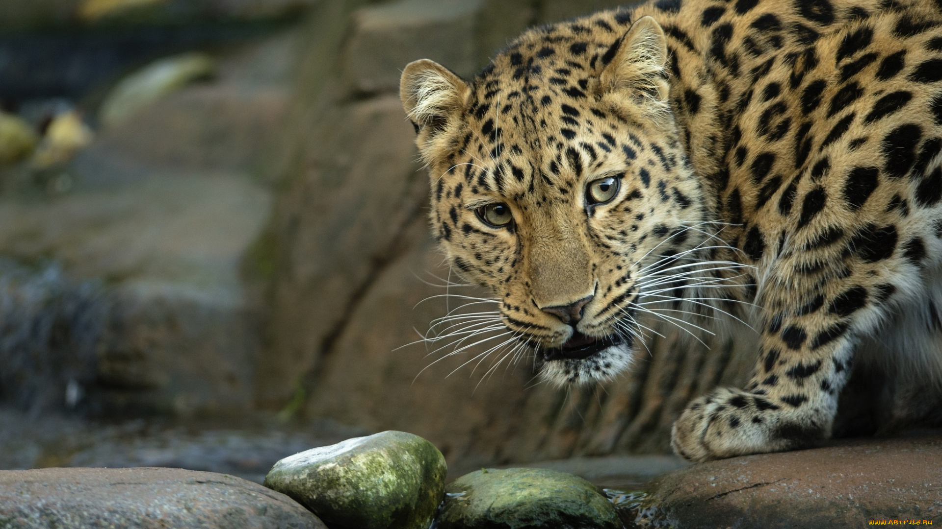 животные, леопарды, ручей, камни, амурский, леопард, морда