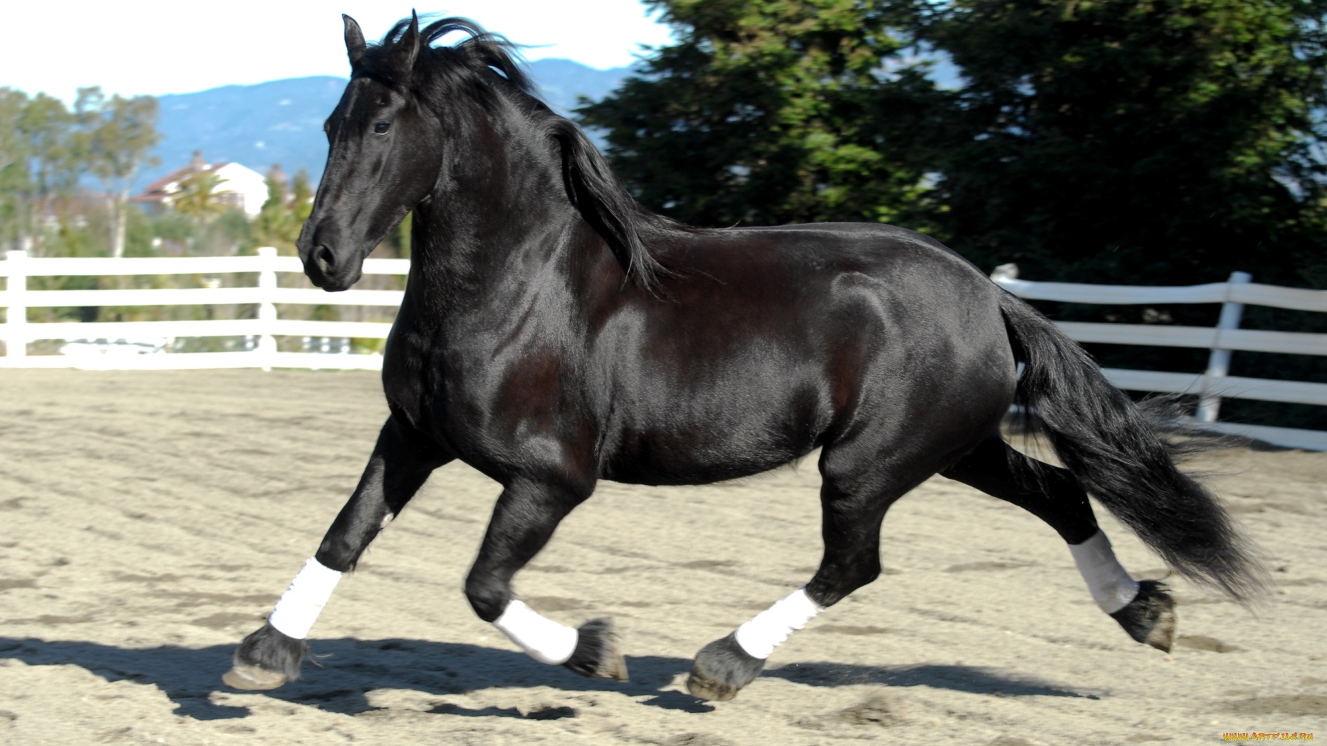 животные, лошади, красавец