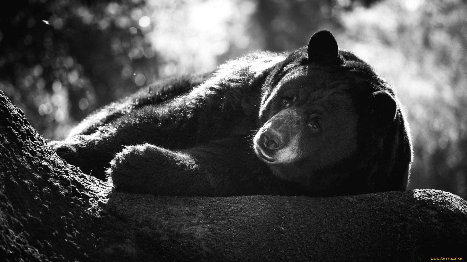 животные, медведи, миша