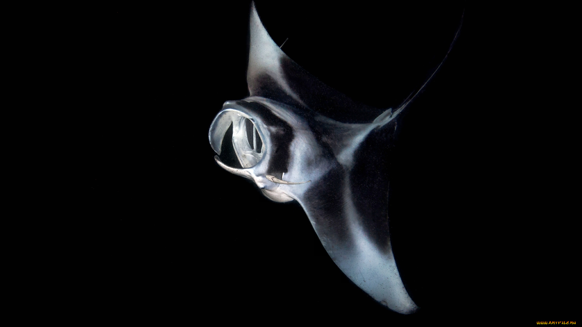 животные, морская, фауна, океан, манта, глубина