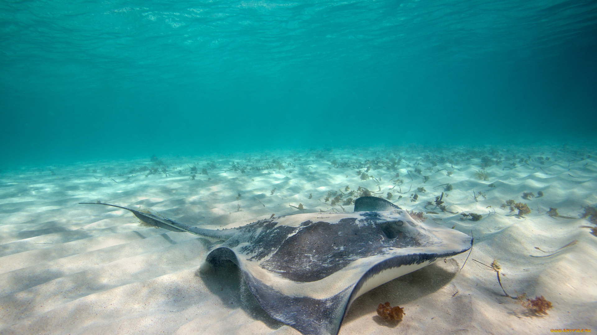 животные, морская, фауна, скат, океан, дно, пеесок