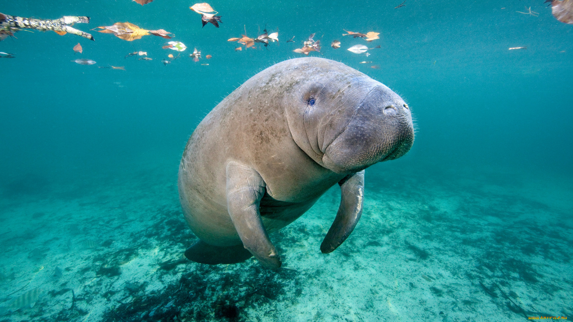 животные, морские, коровы, , морские, слоны, океан, дюгонь, глубина