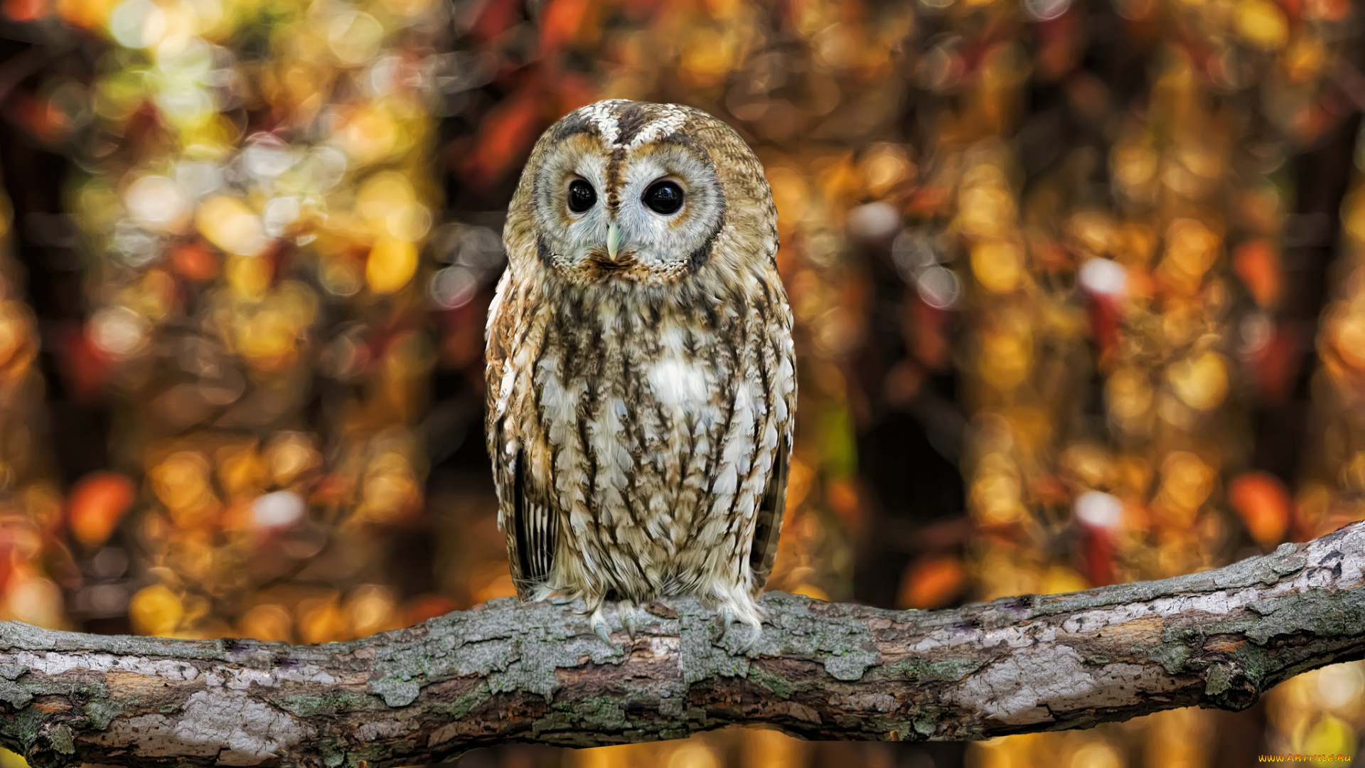 животные, совы, пестрая