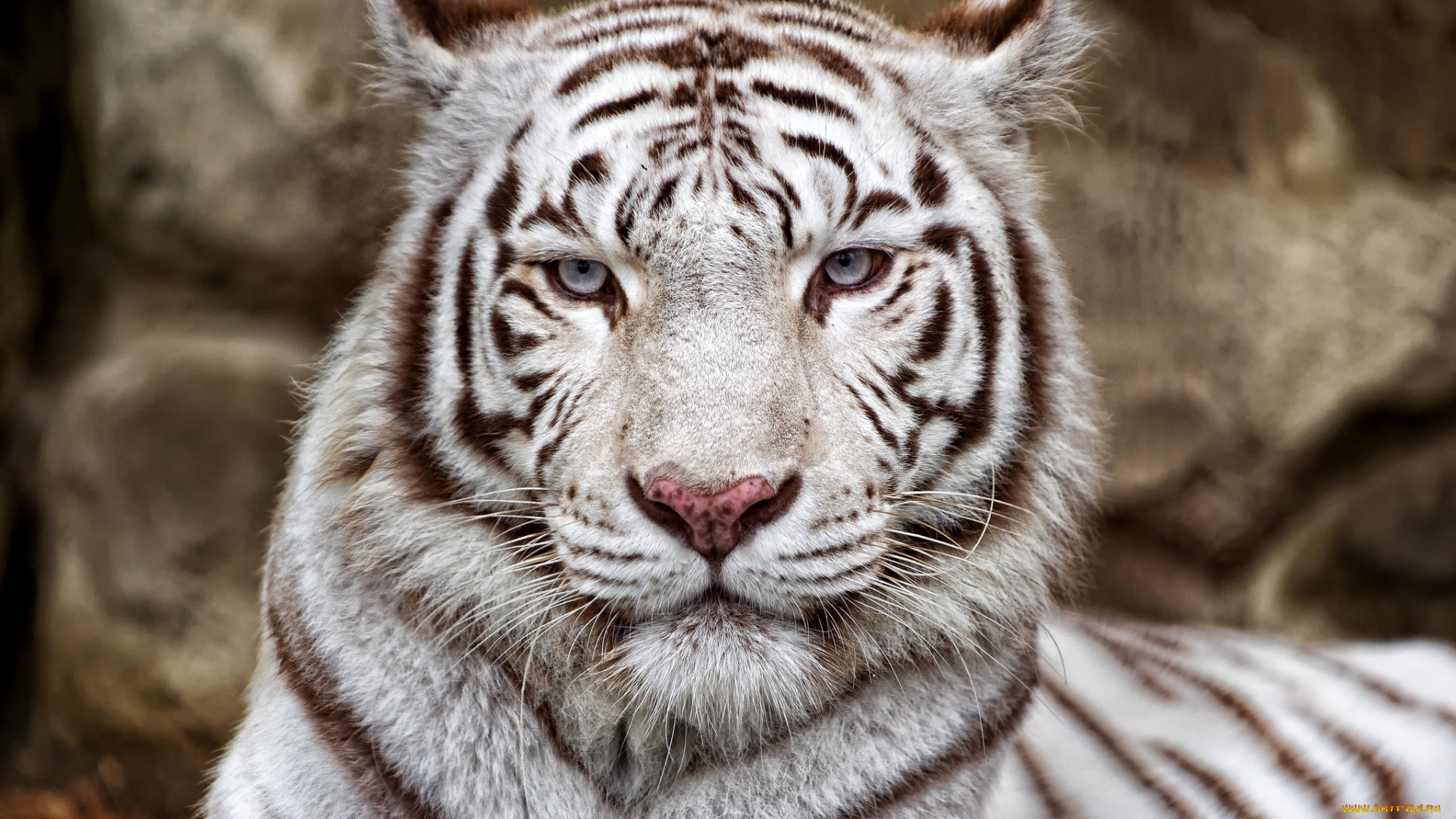 животные, тигры, портрет