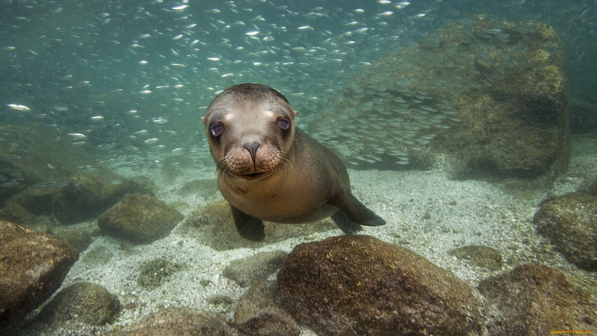 животные, тюлени, , морские, львы, , морские, котики, глубина, океан, котик