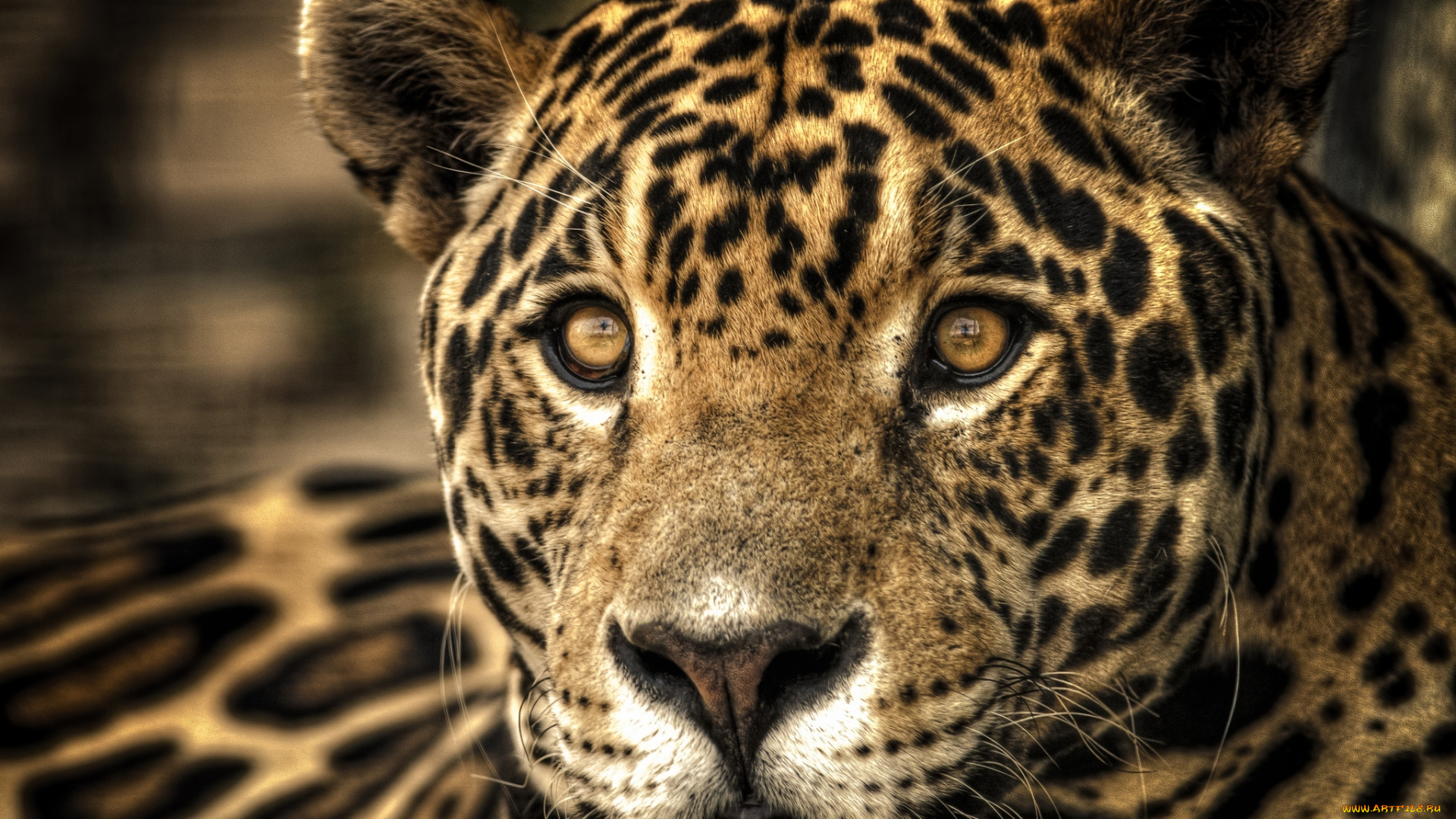 животные, Ягуары, портрет