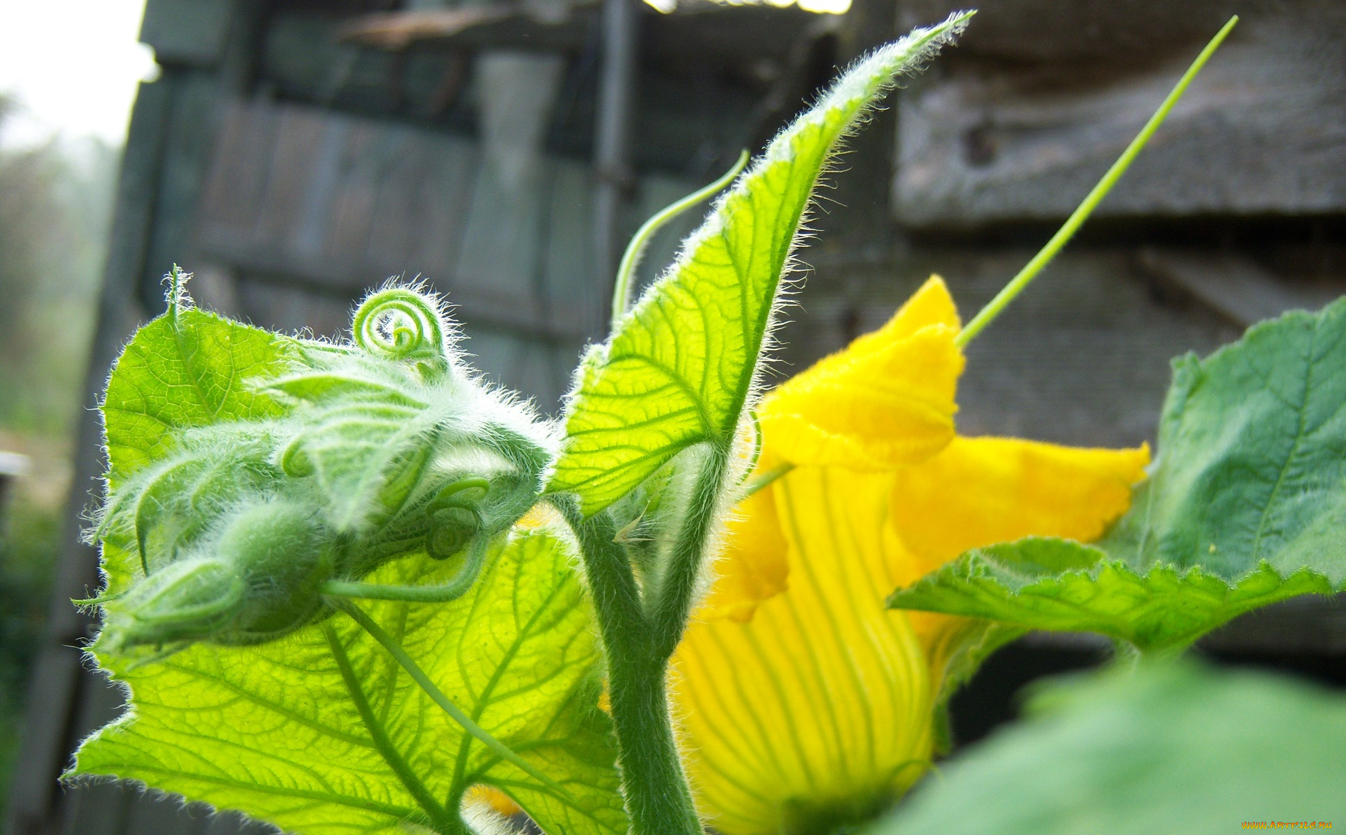 цветы, тыква