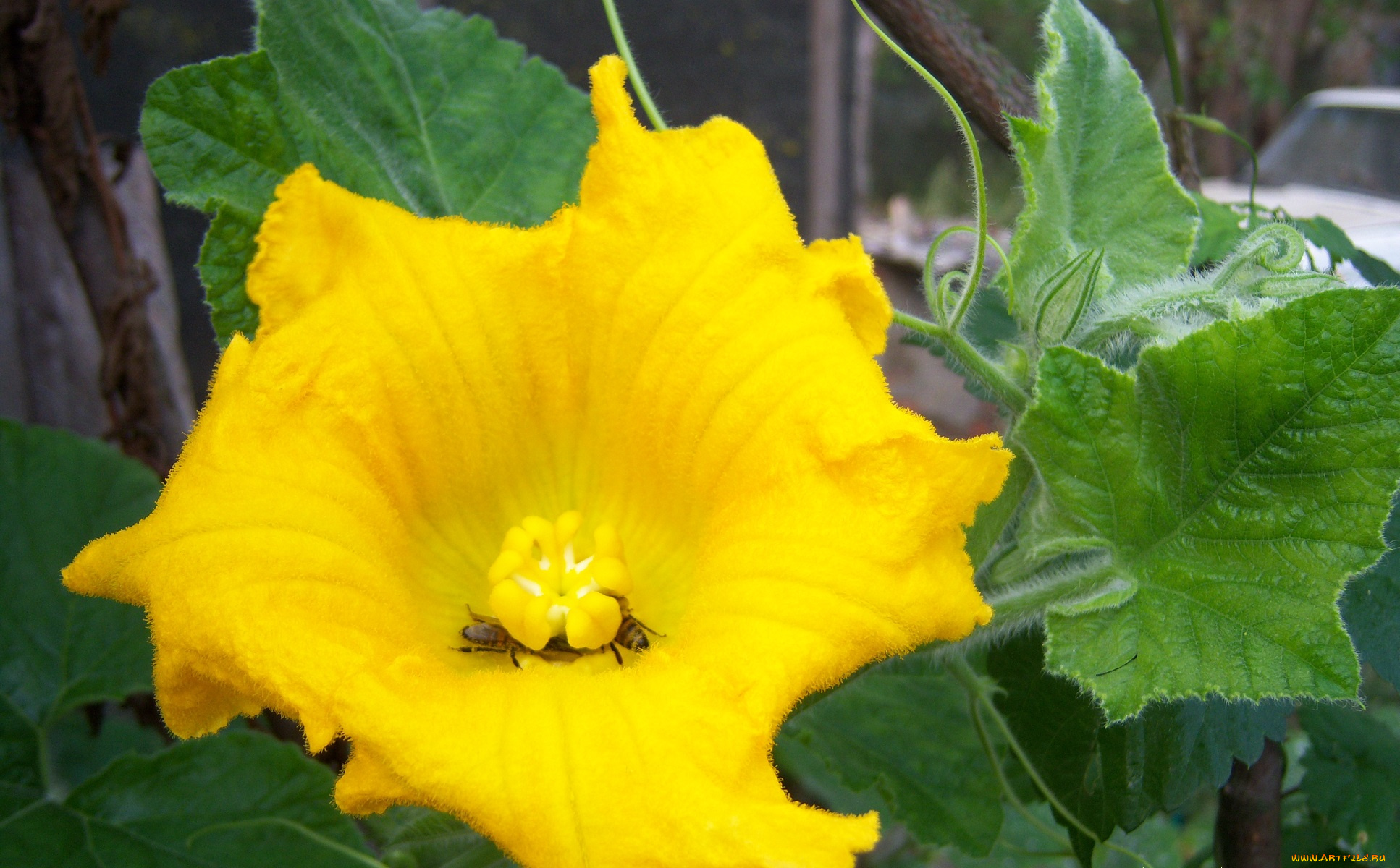 цветы, тыква, пчела