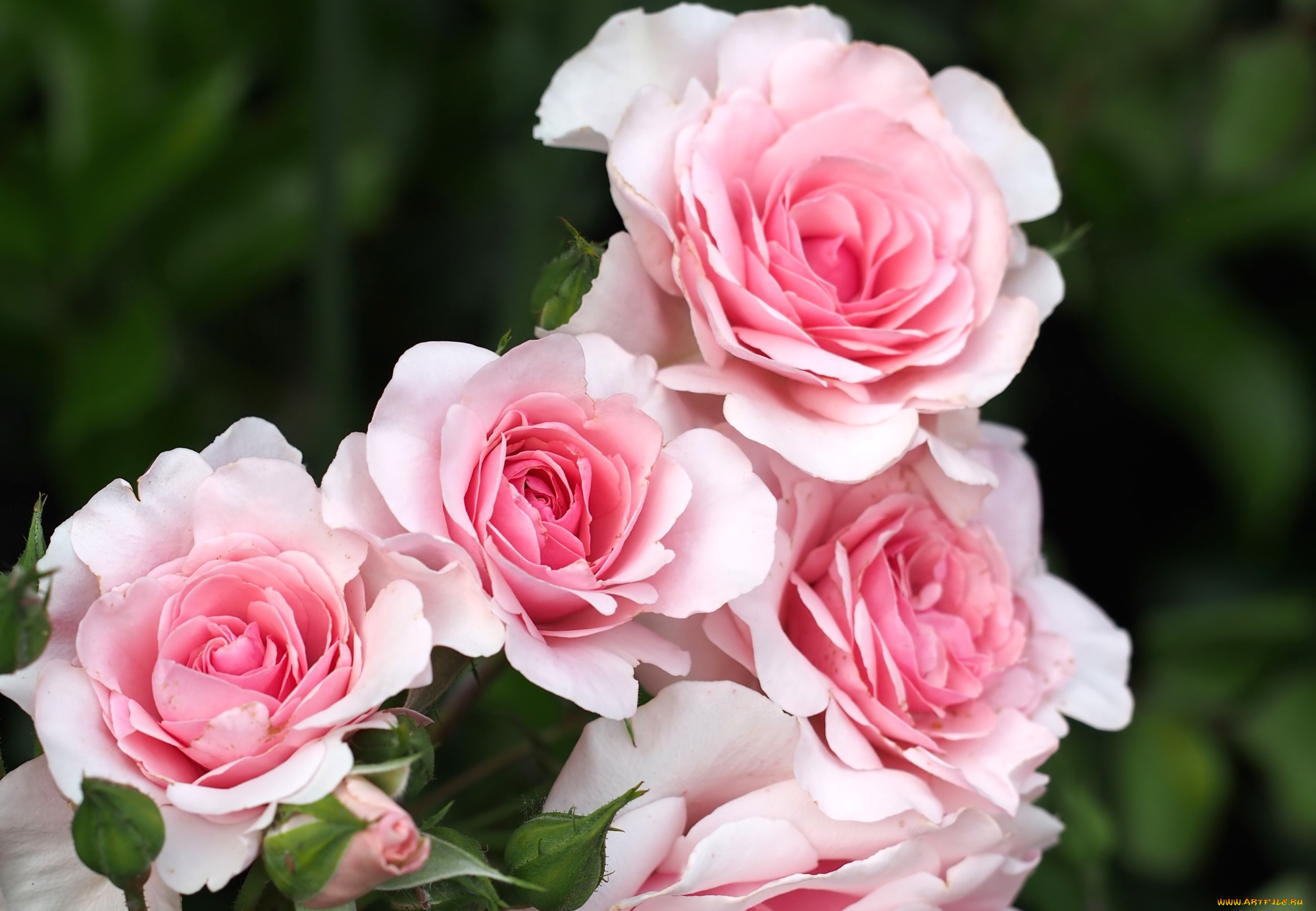 цветы, розы, розовый